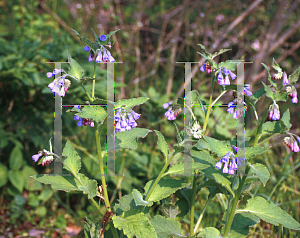 Picture of Symphytum caucasicum 