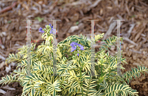 Picture of Polemonium caeruleum 'Brise d'Anjou'