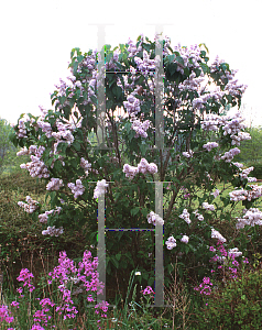 Picture of Syringa vulgaris 