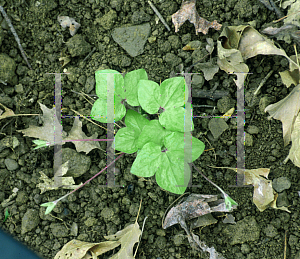 Picture of Hepatica acutiloba 