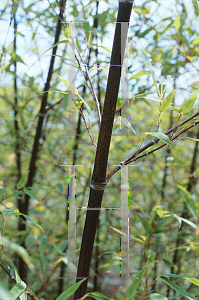 Picture of Phyllostachys nigra 