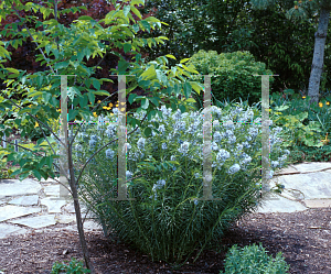 Picture of Amsonia hubrichtii 