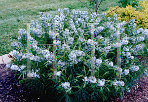 Picture of Amsonia hubrichtii 