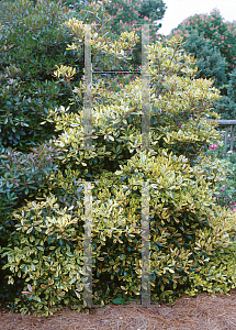 Picture of Ternstroemia gymnanthera 'Variegata'