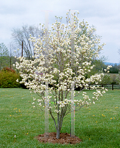 Picture of Cornus florida 'Cherokee Princess'