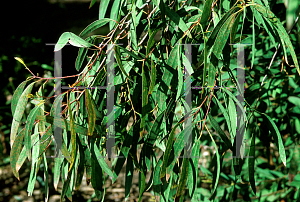 Picture of Eucalyptus archeri 