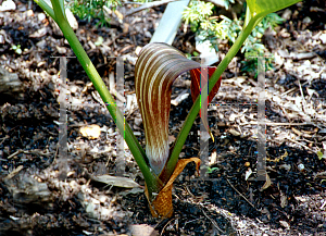 Picture of Arisaema sikokianum 