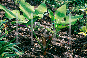 Picture of Arisaema sikokianum 