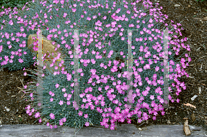 Picture of Dianthus gratianopolitanus 