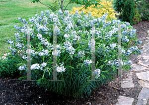 Picture of Amsonia hubrichtii 