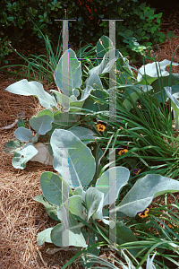 Picture of Verbascum bombyciferum 