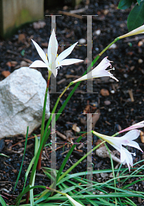 Picture of Zephyranthes atamasca 