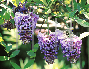 Picture of Wisteria frutescens 'Amethyst Falls'