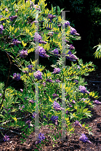 Picture of Wisteria frutescens 'Amethyst Falls'