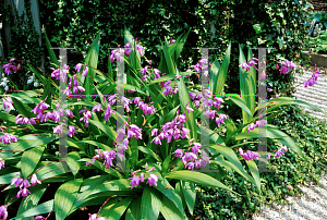 Picture of Bletilla striata 