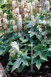 Picture of Tiarella cordifolia 'Pink Bouquet'