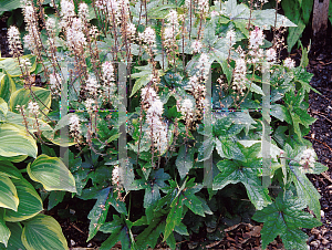 Picture of Tiarella cordifolia 'Pink Bouquet'