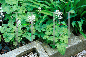 Picture of Tiarella  'Lavid of Skye'