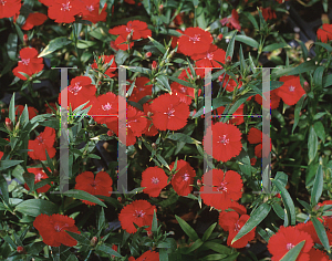 Picture of Dianthus x allwoodii 'Hoffman's Red'