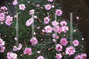 Picture of Dianthus x allwoodii 'Little Bobby'