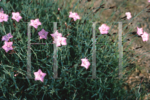 Picture of Dianthus gratianopolitanus 'Bath's Pink'