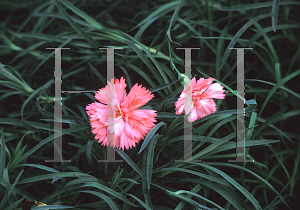 Picture of Dianthus x allwoodii 'Old Spice'