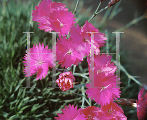 Picture of Dianthus gratianopolitanus 'Firewitch'