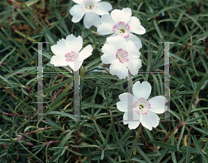 Picture of Dianthus gratianopolitanus 'Dottie'