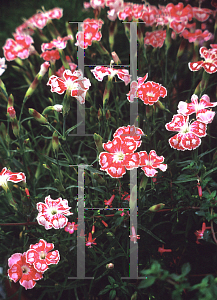 Picture of Dianthus gratianopolitanus 'Spotty'