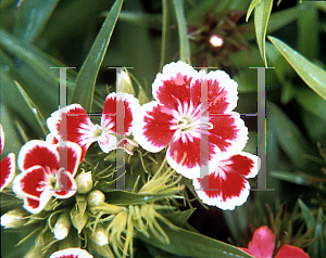 Picture of Dianthus barbatus 'Indian Carpet'