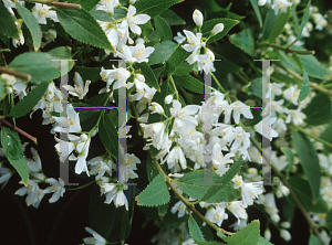 Picture of Deutzia gracilis 'Nikko'