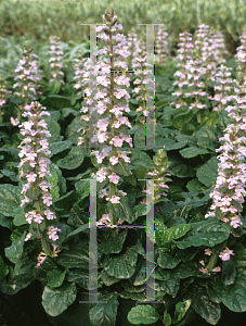 Picture of Ajuga reptans 'Purple Torch'