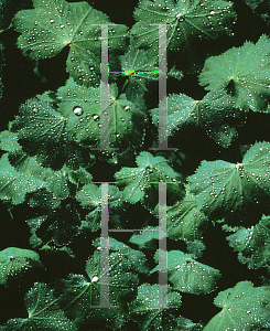 Picture of Alchemilla mollis 'Thriller'