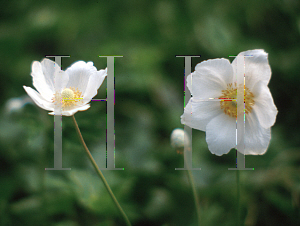 Picture of Anemone sylvestris 