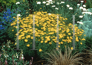 Picture of Coreopsis verticillata 'Golden Gain'