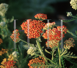 Picture of Achillea millefolium 'Paprika'