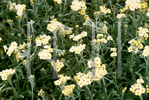 Picture of Achillea x lewisii 'King Edward'