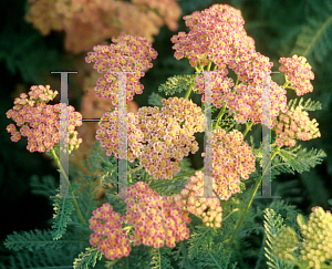 Picture of Achillea millefolium 'Apple Blossom'