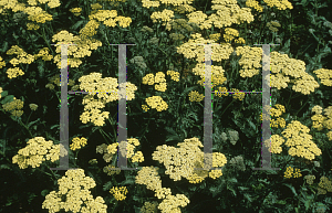 Picture of Achillea  'Anthea'