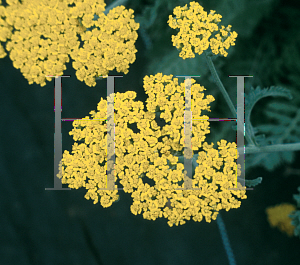 Picture of Achillea millefolium 'Moonshine'