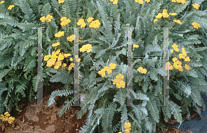 Picture of Achillea millefolium 'Moonshine'