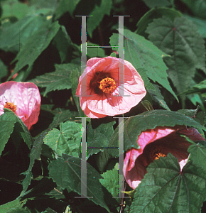 Picture of Abutilon  'Rosalie'