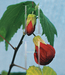 Picture of Abutilon  'Nabob'