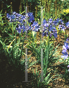 Picture of Agapanthus  'Lilliput'