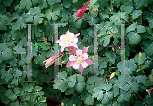 Picture of Aquilegia x hybrida 'Robin (Songbird Series)(n)'