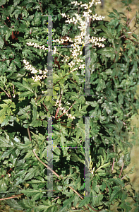 Picture of Artemisia lactiflora 'Guizhou'