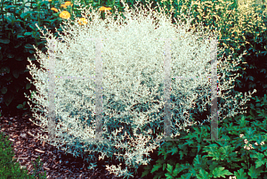 Picture of Artemisia ludoviciana 'Silver King'