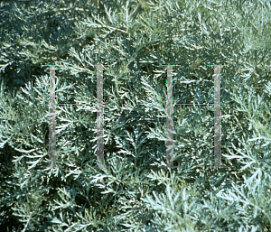 Picture of Artemisia x 'Huntington'