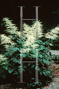 Picture of Aruncus dioicus 