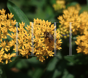 Picture of Asclepias tuberosa 'Hello Yellow'